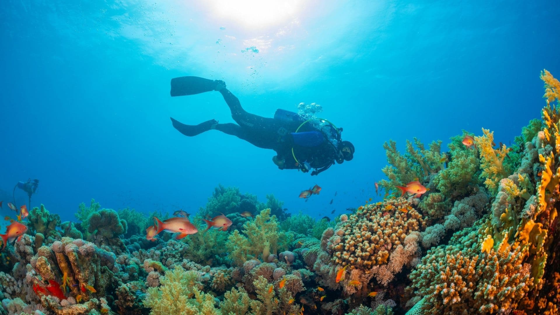 First dive in Koh Phi Phi — 2 dives