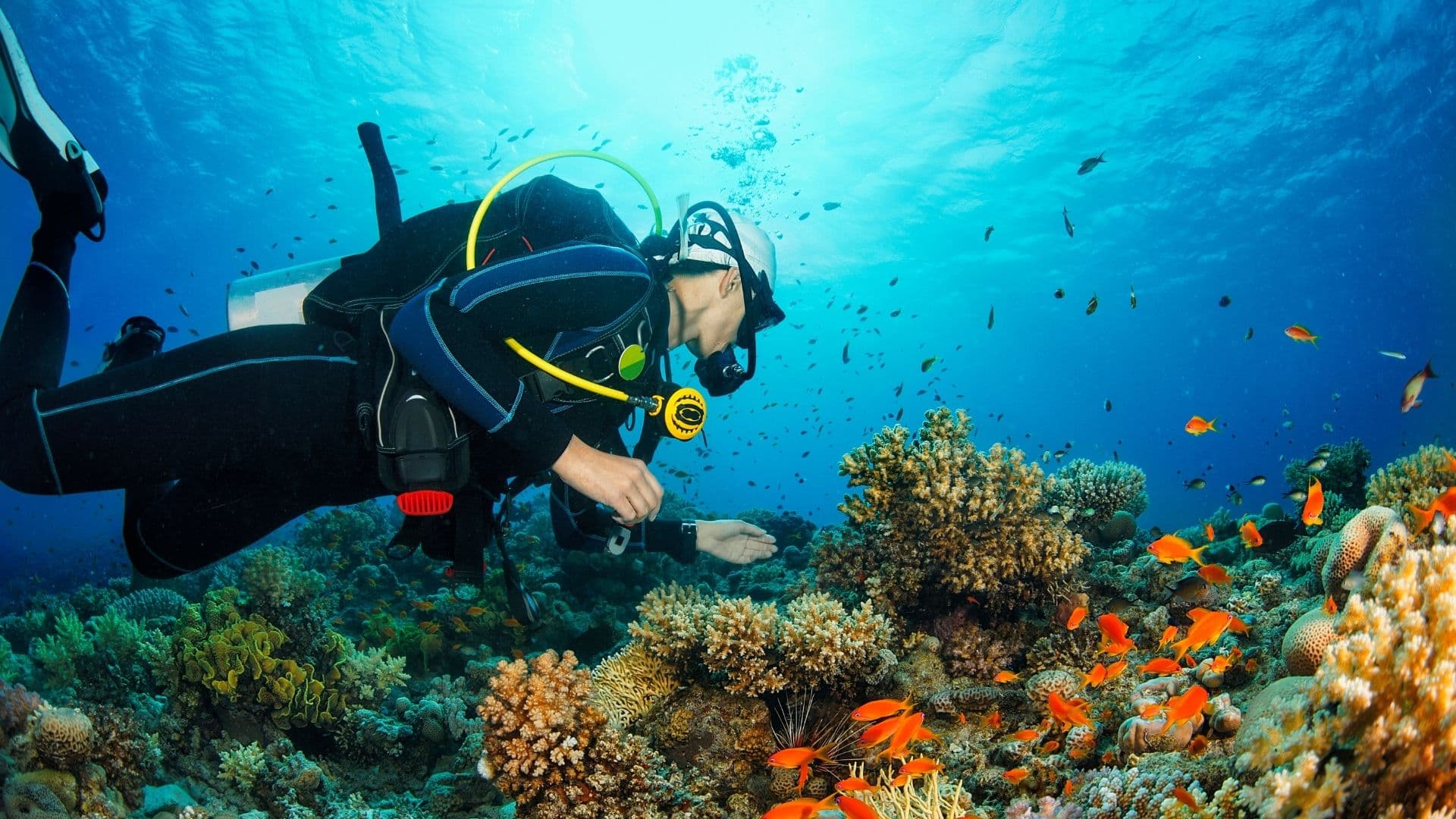 Open Water Course — Koh Phi Phi (PADI or SSI certification)