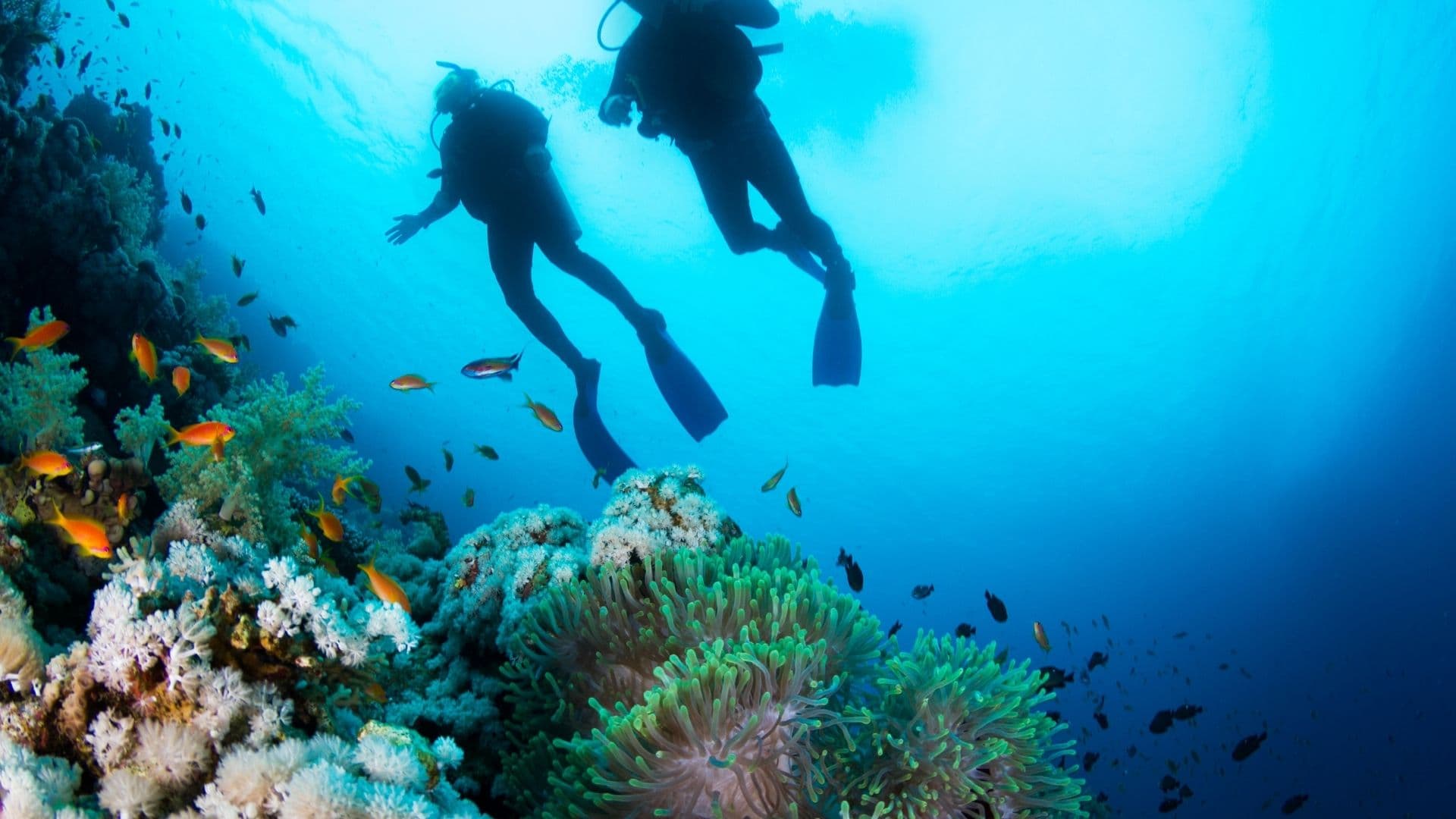 Fun Diving — Koh Phi Phi (for certified divers)